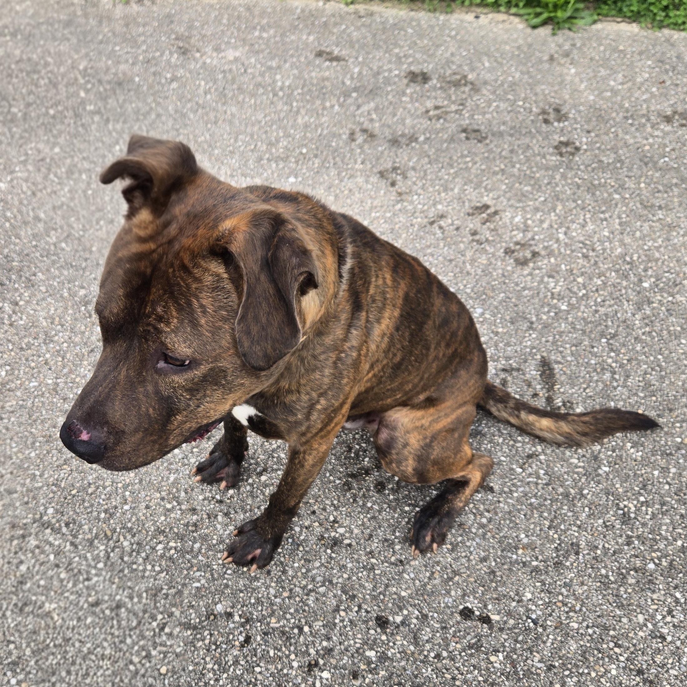 Enlarge Maximus, a ADOPTABLE American Staffordshire Terrier in Xenia , OH image 4/6