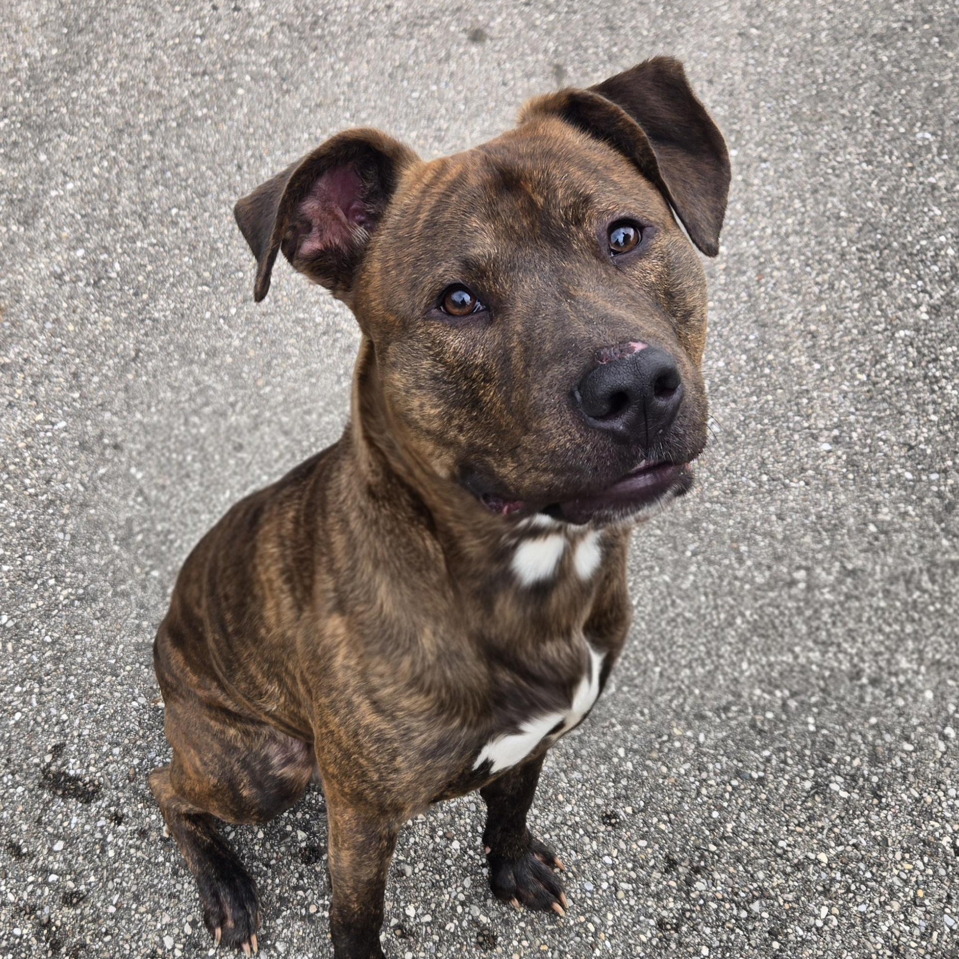 Maximus, ADOPTABLE, Adult Male American Staffordshire Terrier.