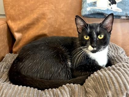 Enlarge SPACE, a Adoptable mixed breed in Fernandina Beach, FL image 5/5