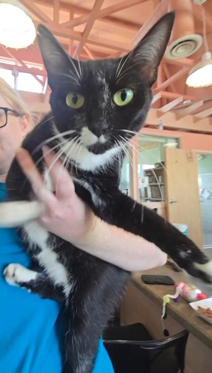 Enlarge SPACE, a Adoptable mixed breed in Fernandina Beach, FL image 4/5