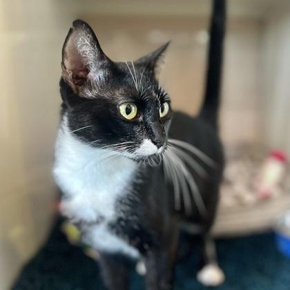 Enlarge SPACE, a Adoptable mixed breed in Fernandina Beach, FL image 3/5
