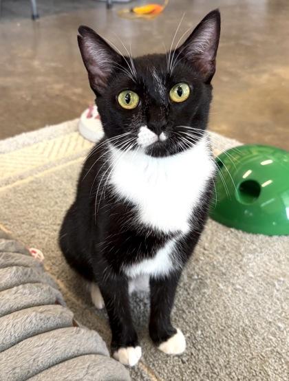 Enlarge SPACE, a Adoptable mixed breed in Fernandina Beach, FL image 1/5