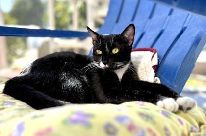 Enlarge SPACE, a Adoptable mixed breed in Fernandina Beach, FL image 2/5