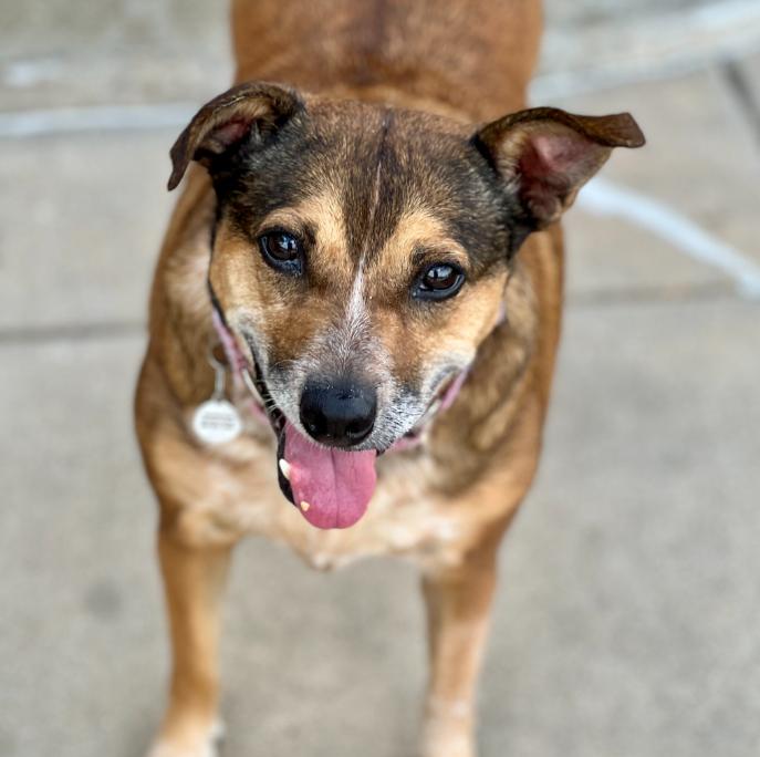 Maggie, an adoptable Australian Cattle Dog / Blue Heeler, Mixed Breed in Mead, CO, 80542 | Photo Image 1