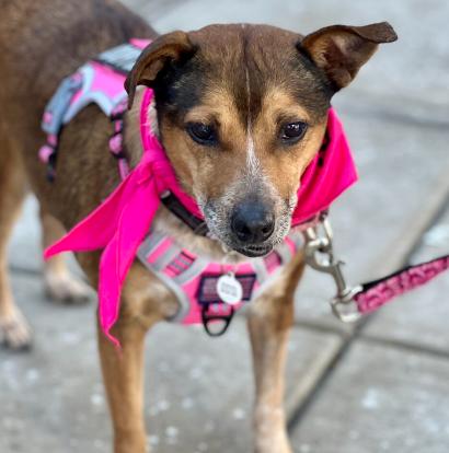 Maggie, an adoptable Australian Cattle Dog / Blue Heeler, Mixed Breed in Mead, CO, 80542 | Photo Image 3