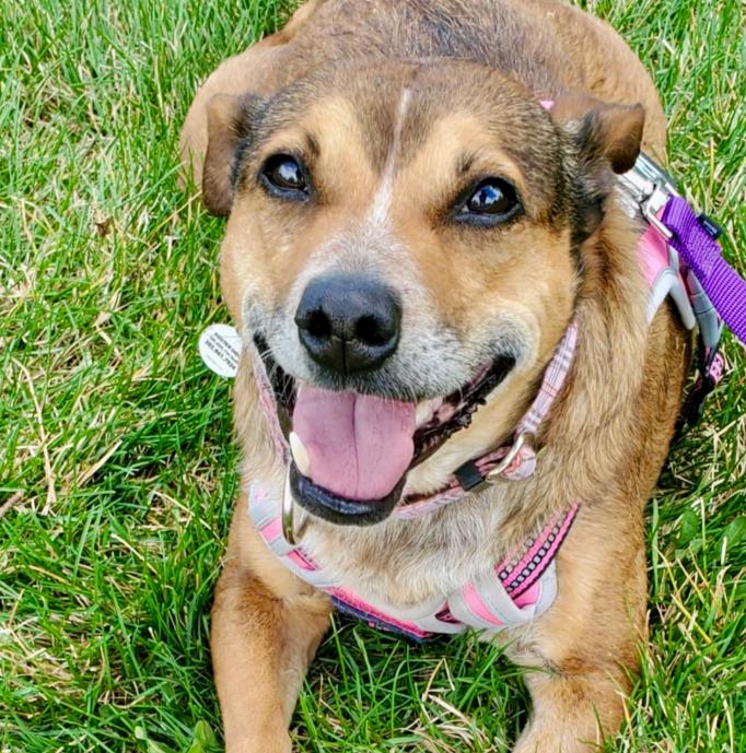 Maggie, an adoptable Australian Cattle Dog / Blue Heeler, Mixed Breed in Mead, CO, 80542 | Photo Image 2