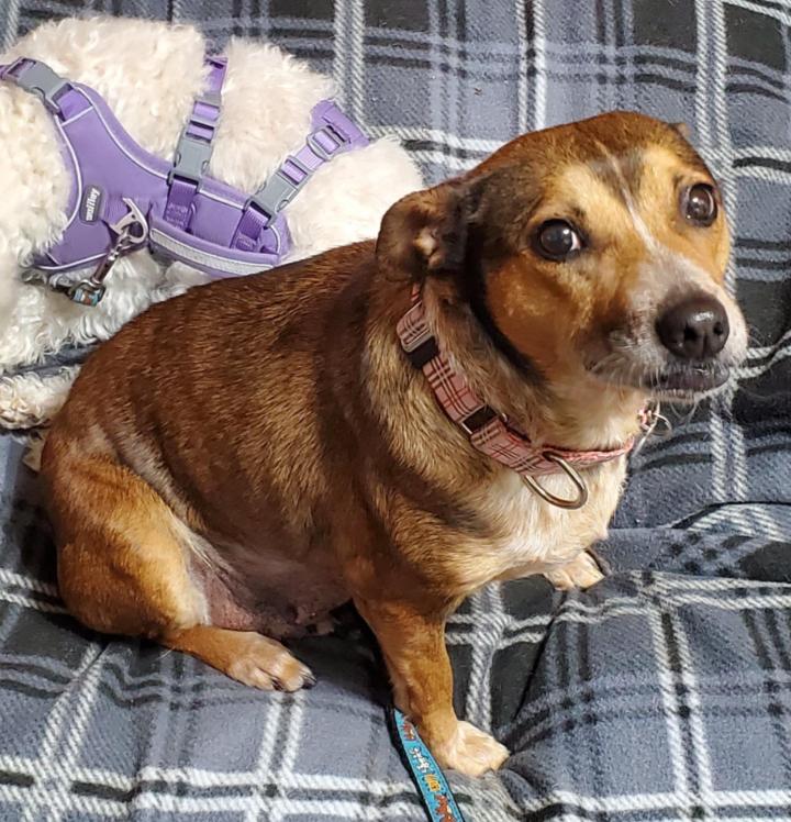 Maggie, an adoptable Australian Cattle Dog / Blue Heeler, Mixed Breed in Mead, CO, 80542 | Photo Image 5