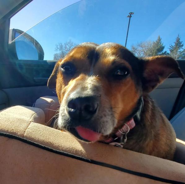 Maggie, an adoptable Australian Cattle Dog / Blue Heeler, Mixed Breed in Mead, CO, 80542 | Photo Image 4