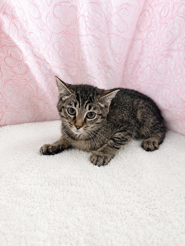Willa, Adoptable, Kitten Female Domestic Short Hair.