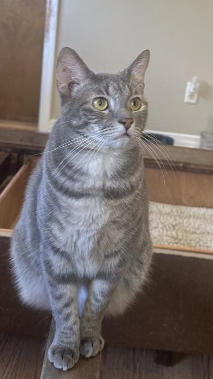 Blitz(Bob tail), Adoptable, Young Female Domestic Short Hair & Domestic Short Hair.