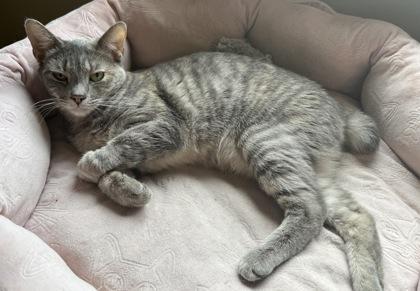 Blitz, Adoptable, Young Female Domestic Short Hair & Manx.