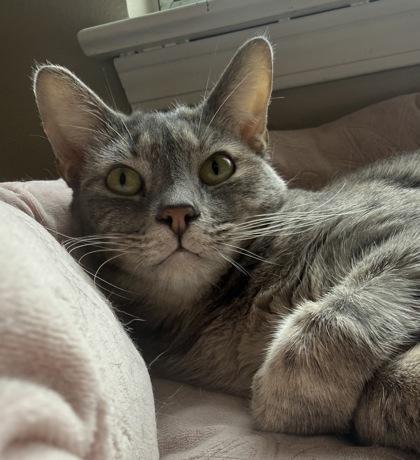 Blitz, Adoptable, Young Female Domestic Short Hair & Manx.