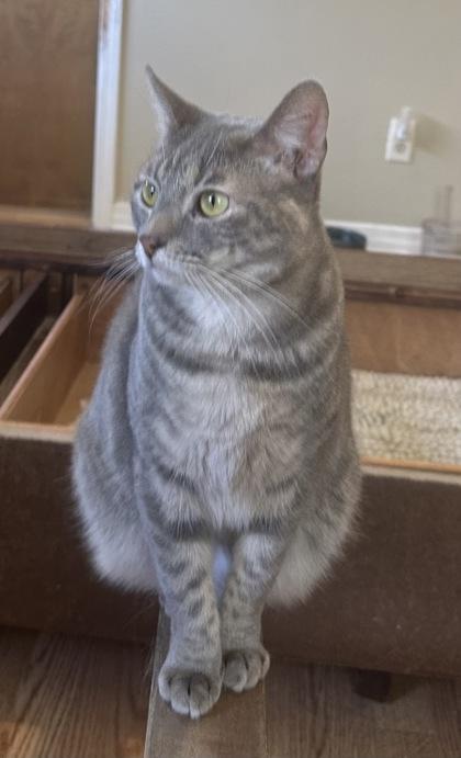 Blitz(Bob tail), a Adoptable Domestic Short Hair in River Ridge, LA image 3/3