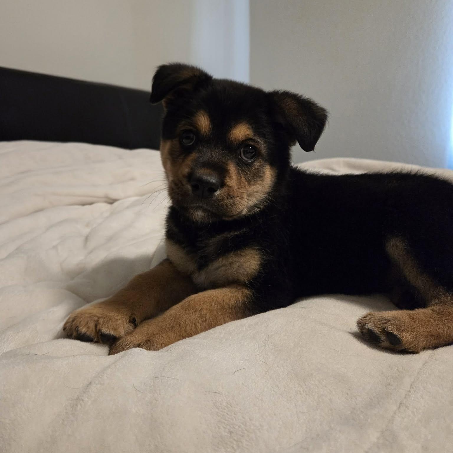 Button, ADOPTABLE, Puppy Female Shepherd & Rottweiler.