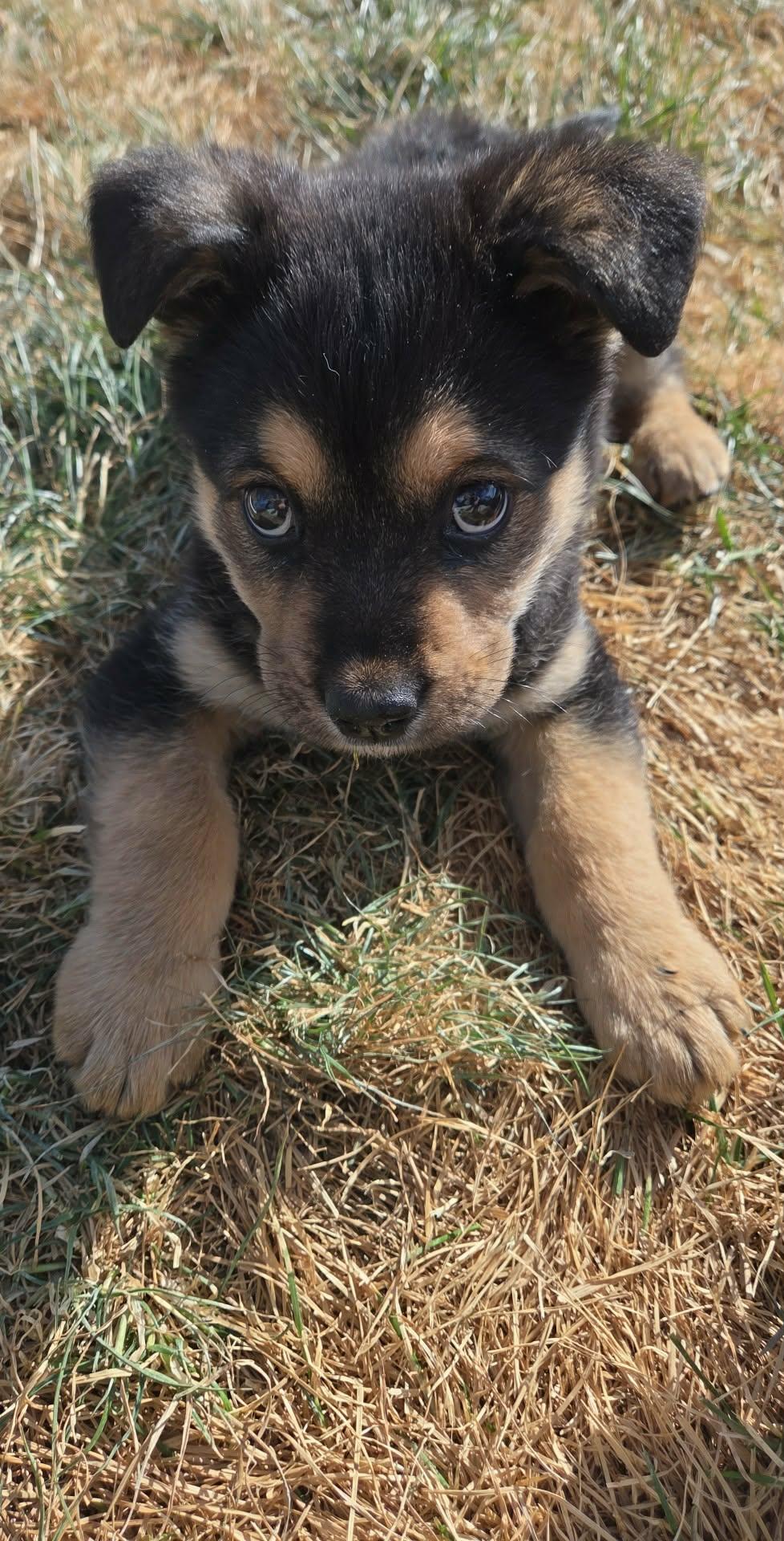 Button, a ADOPTABLE mixed breed in Fort Collins, CO image 4/5