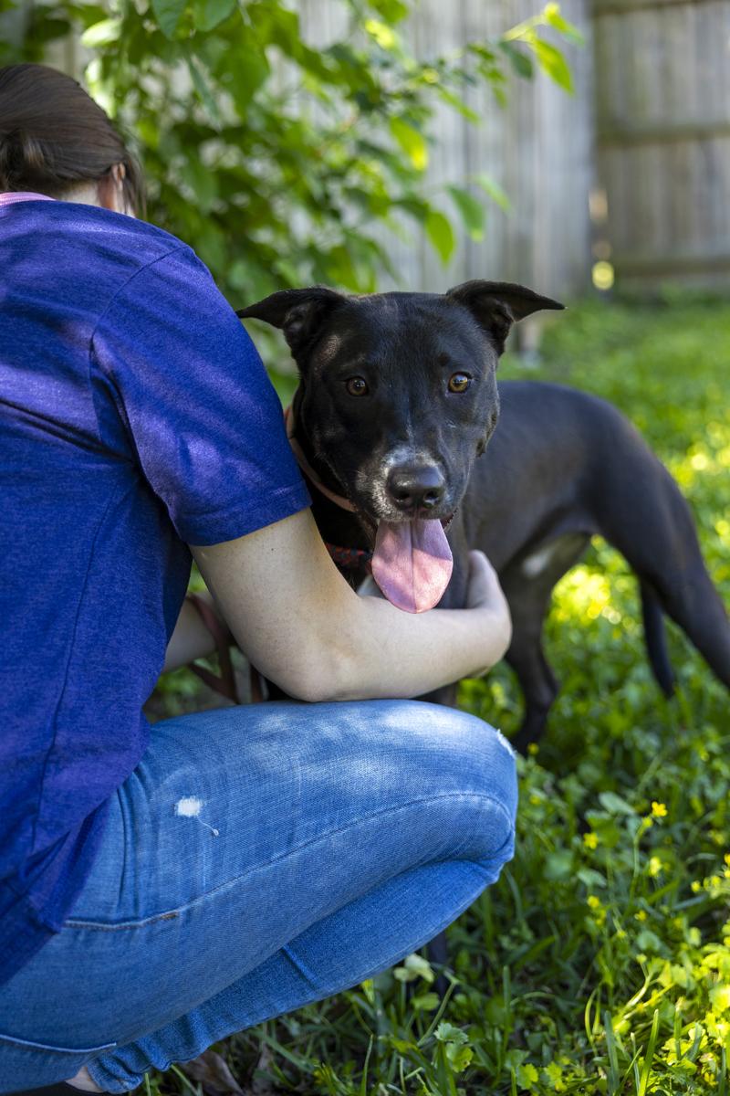 Enlarge Pretzel, a Adoptable mixed breed in Homestead, PA image 4/6