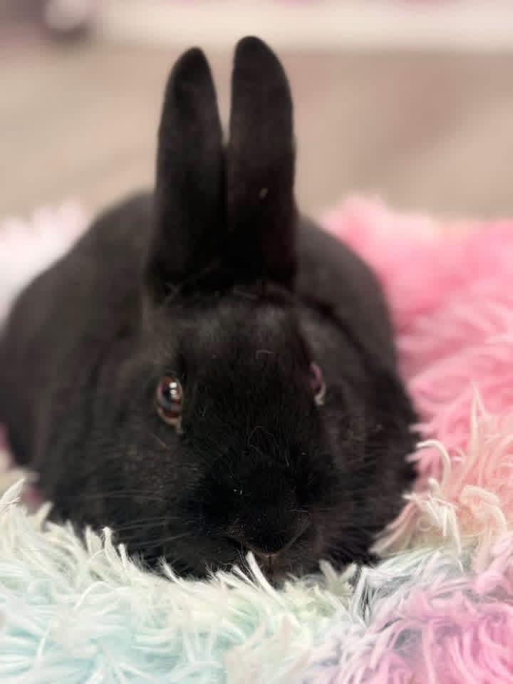 Uno, a ADOPTABLE New Zealand in St. Charles, MO image 4/4