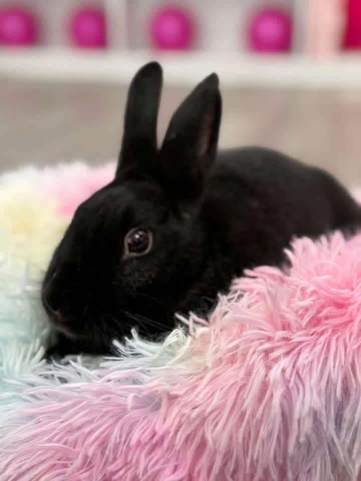 Uno, a ADOPTABLE New Zealand in St. Charles, MO image 3/4