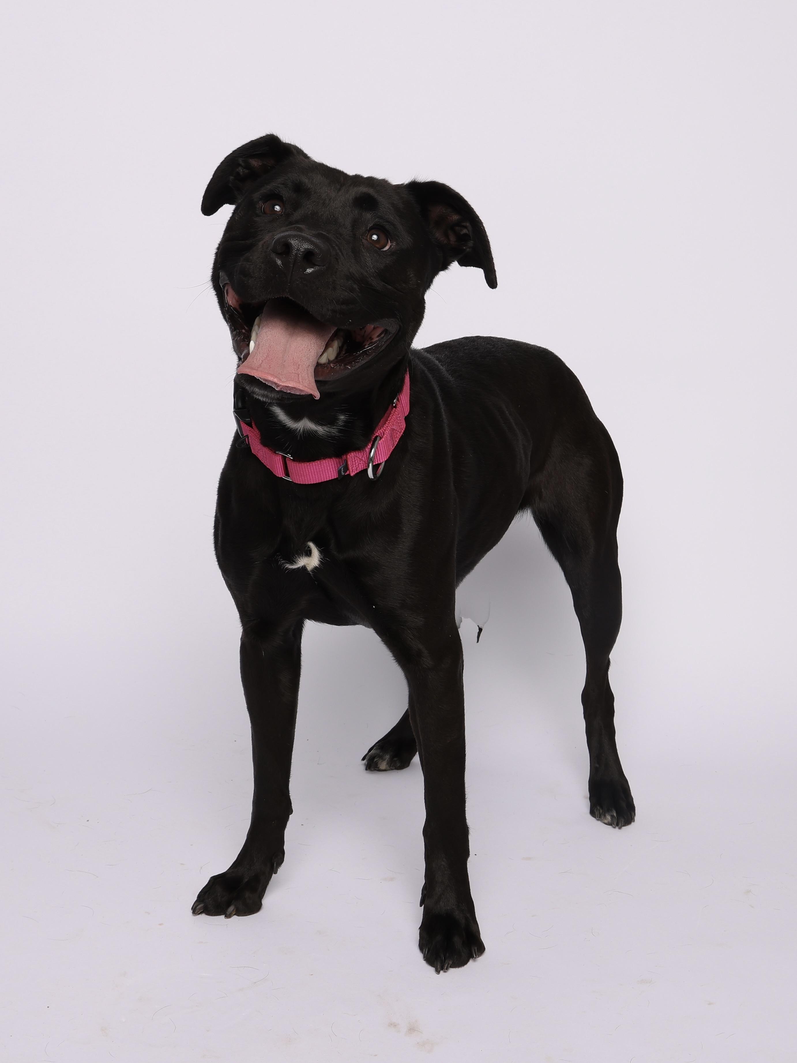 Enlarge Heather, a Adoptable mixed breed in Waterloo, IA image 4/6