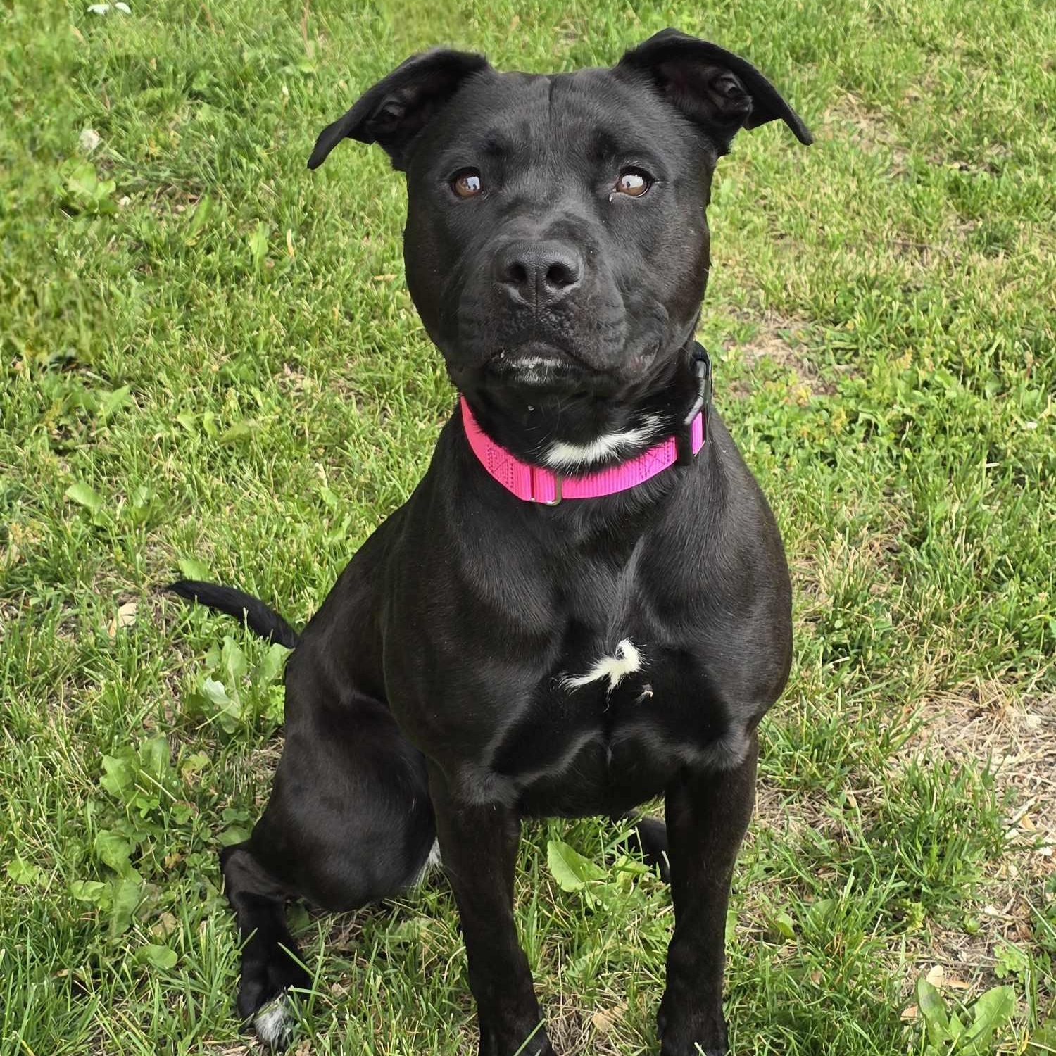 Heather, Adoptable, Adult Female Labrador Retriever & Pit Bull Terrier.