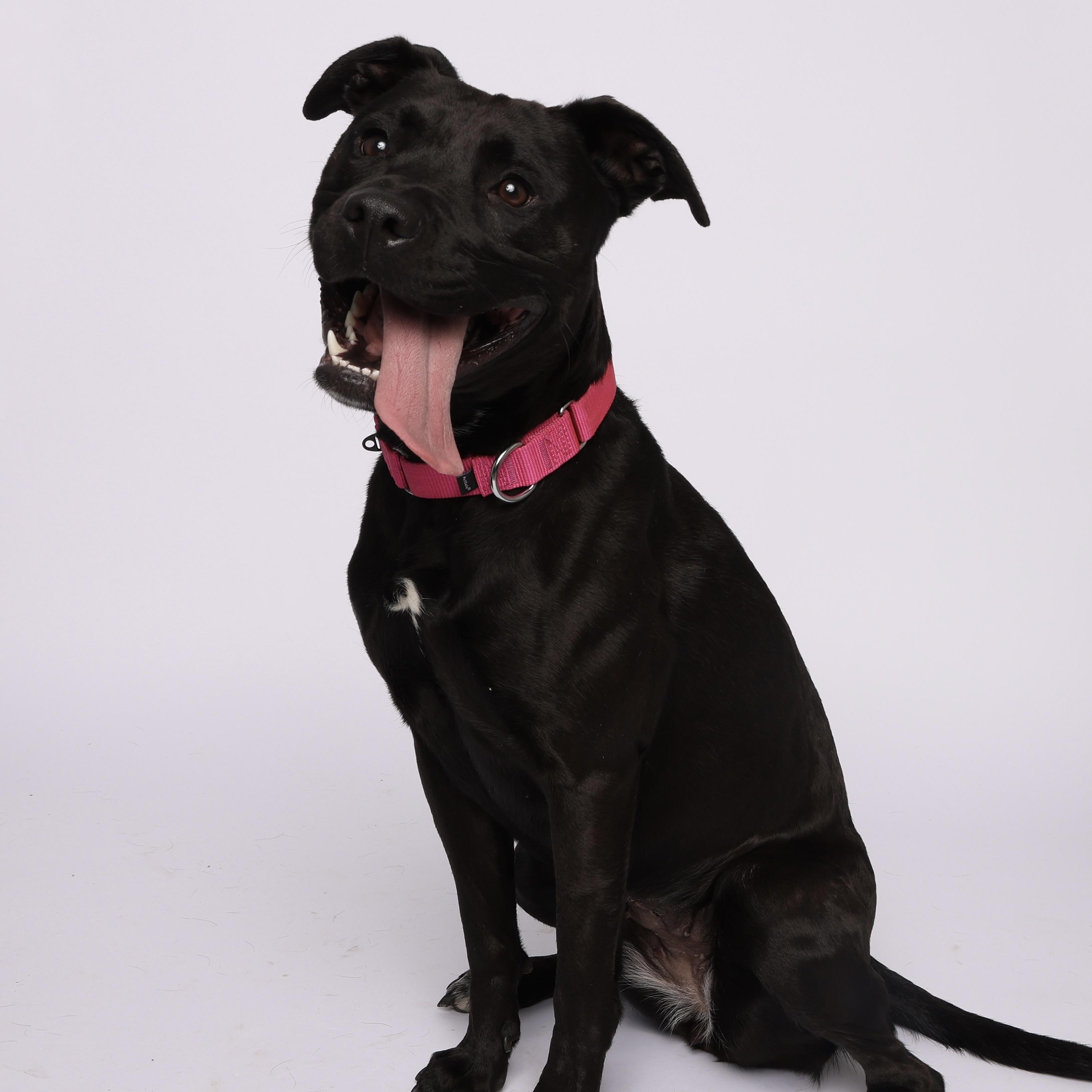 Heather, Adoptable, Adult Female Labrador Retriever & Pit Bull Terrier.