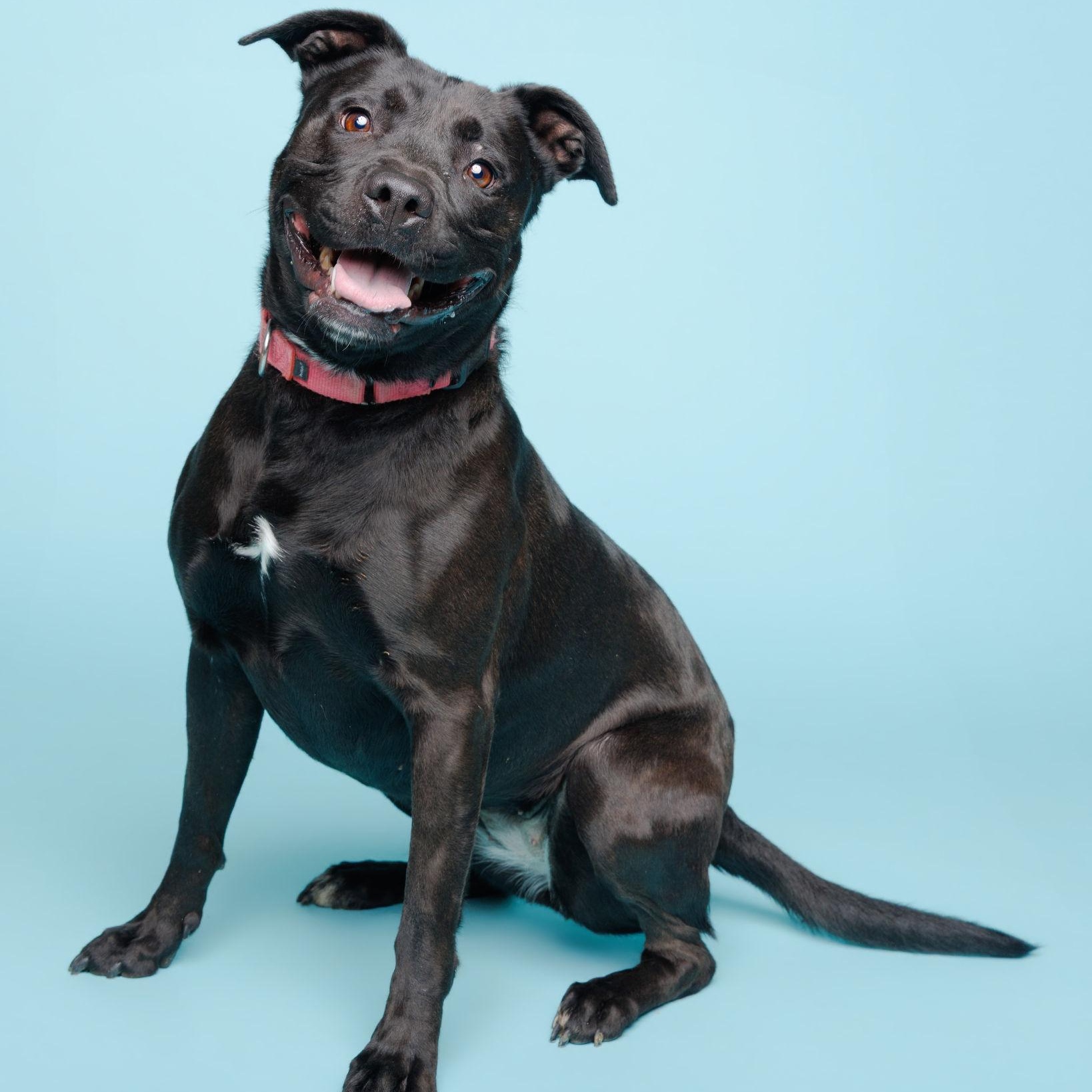 Heather, Adoptable, Adult Female Labrador Retriever & Pit Bull Terrier.