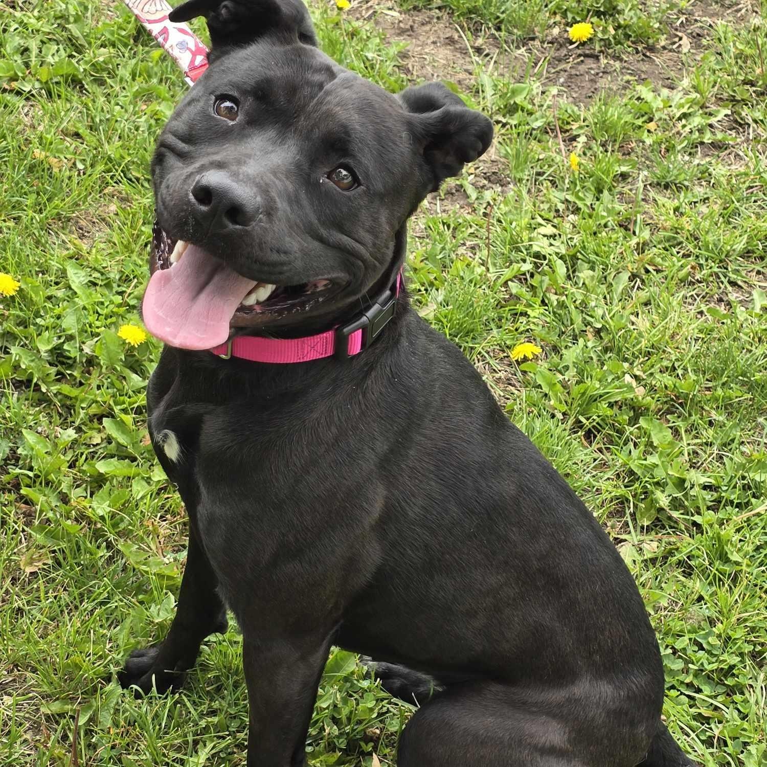 Enlarge Heather, a Adoptable mixed breed in Waterloo, IA image 5/6