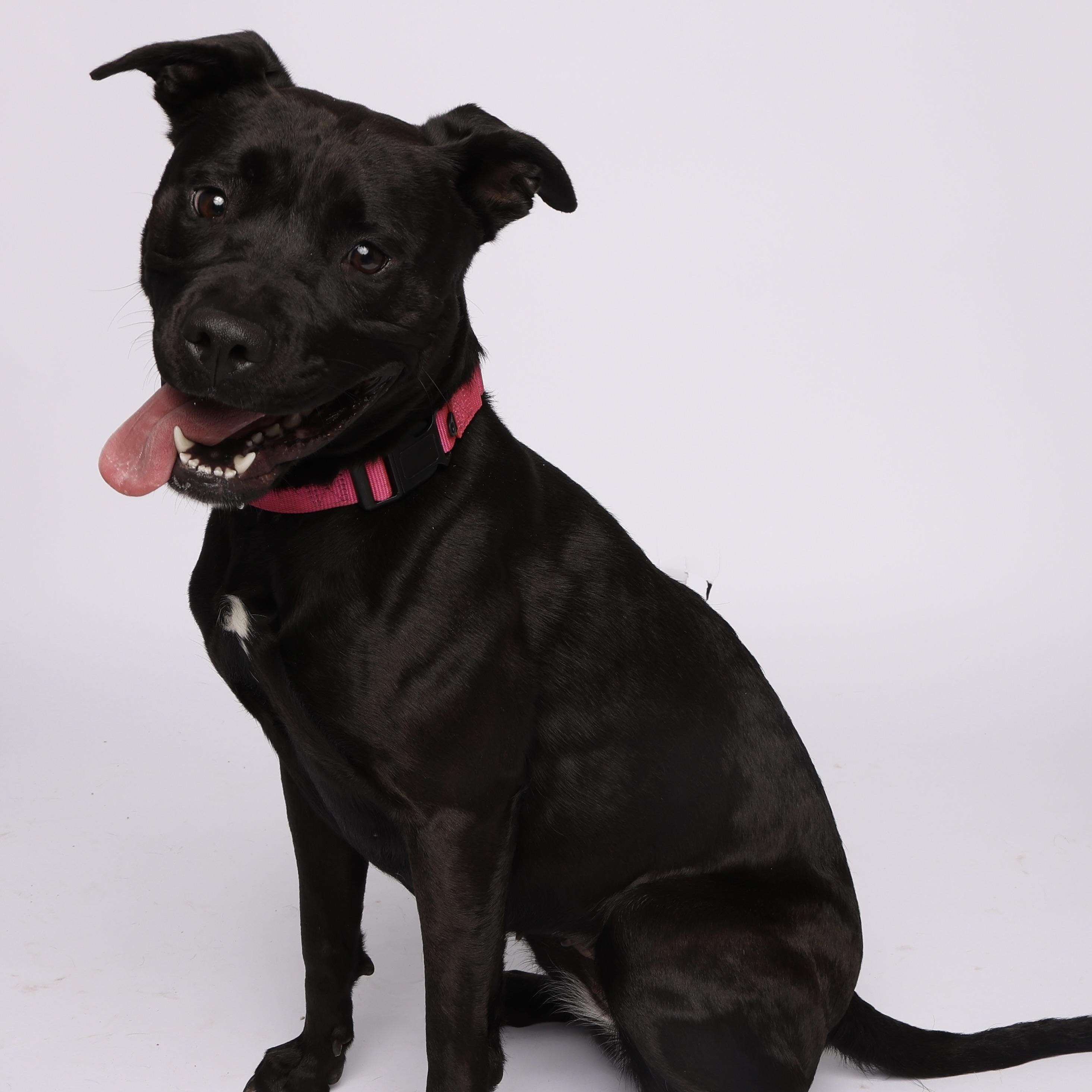 Heather, a Adoptable mixed breed in Waterloo, IA image 6/6
