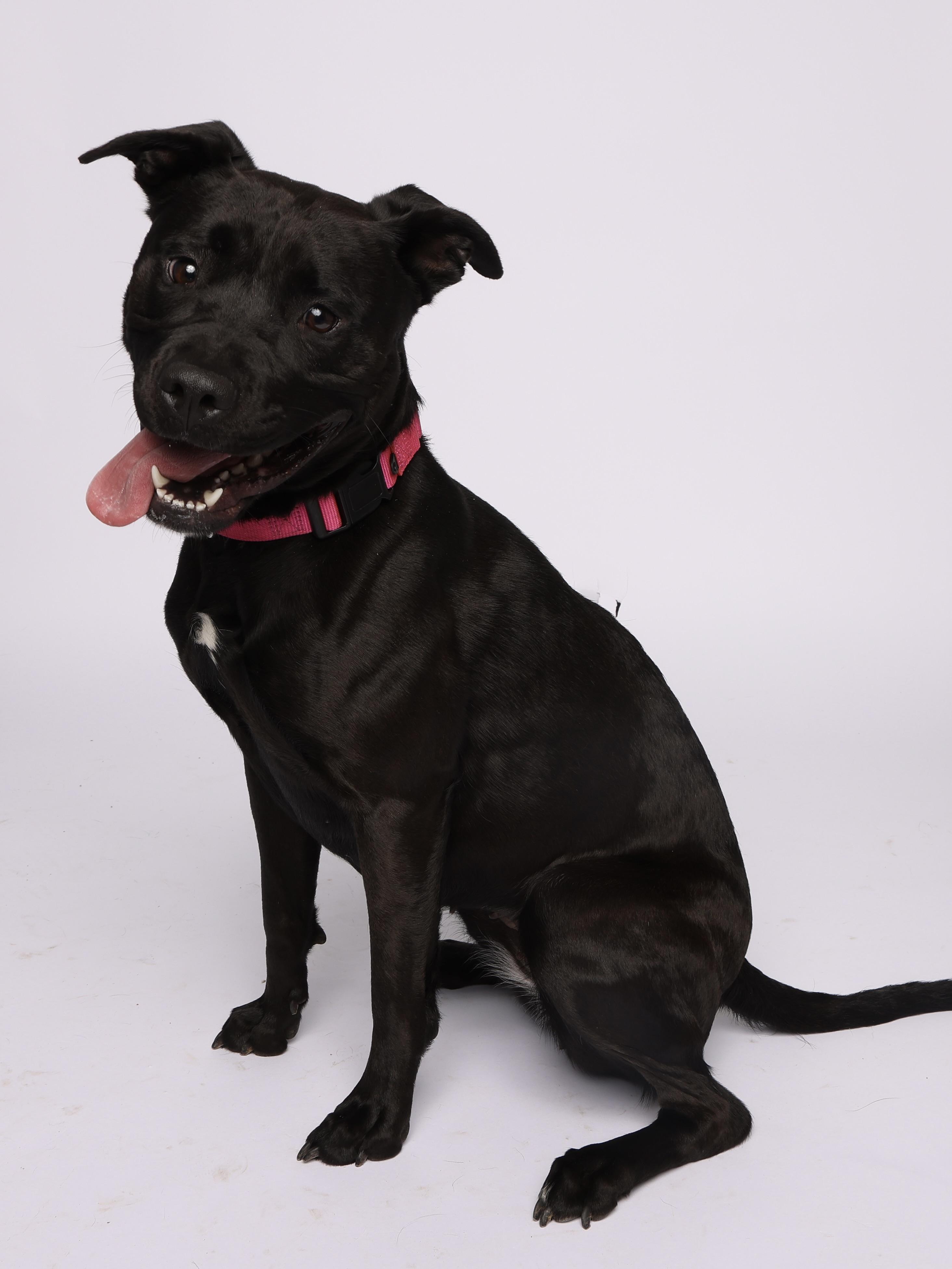 Enlarge Heather, a Adoptable mixed breed in Waterloo, IA image 6/6