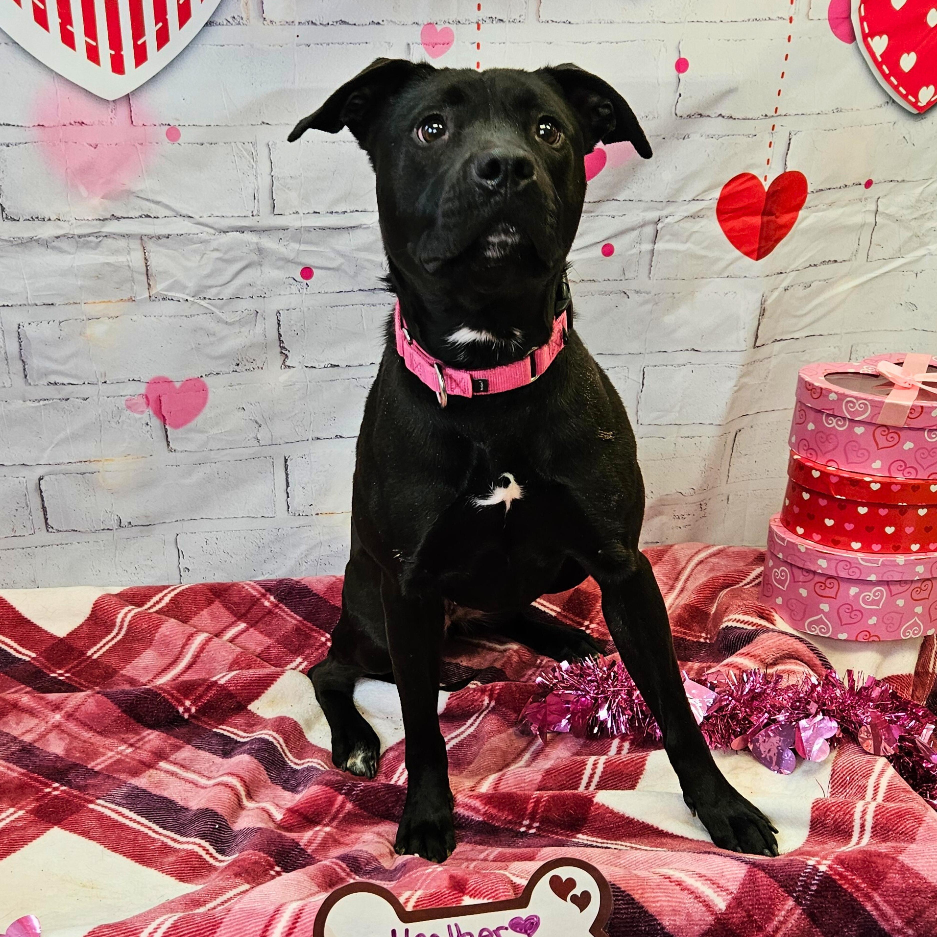 Heather, Adoptable, Adult Female Labrador Retriever & Pit Bull Terrier.