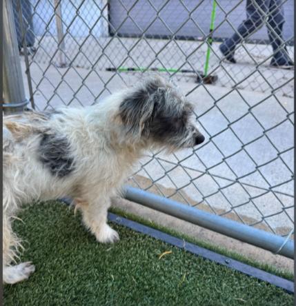 Enlarge Scooby, a Adoptable mixed breed in Portland, ME image 2/4