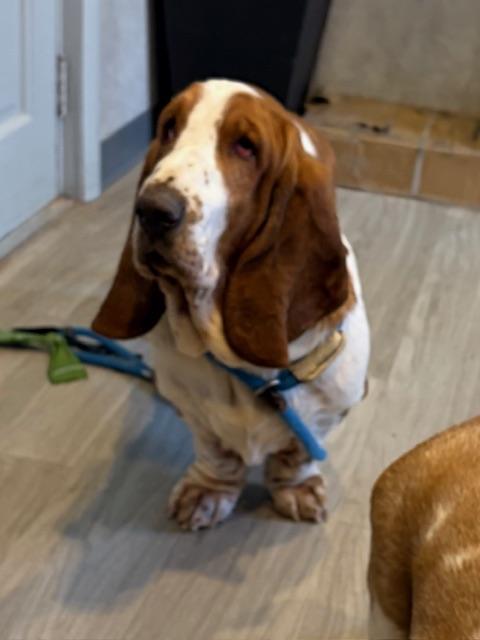 Enlarge Luke, a ADOPTABLE Basset Hound in Hummelstown, PA image 2/2