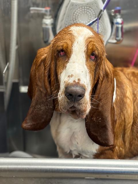 Luke, ADOPTABLE, Adult Male Basset Hound.