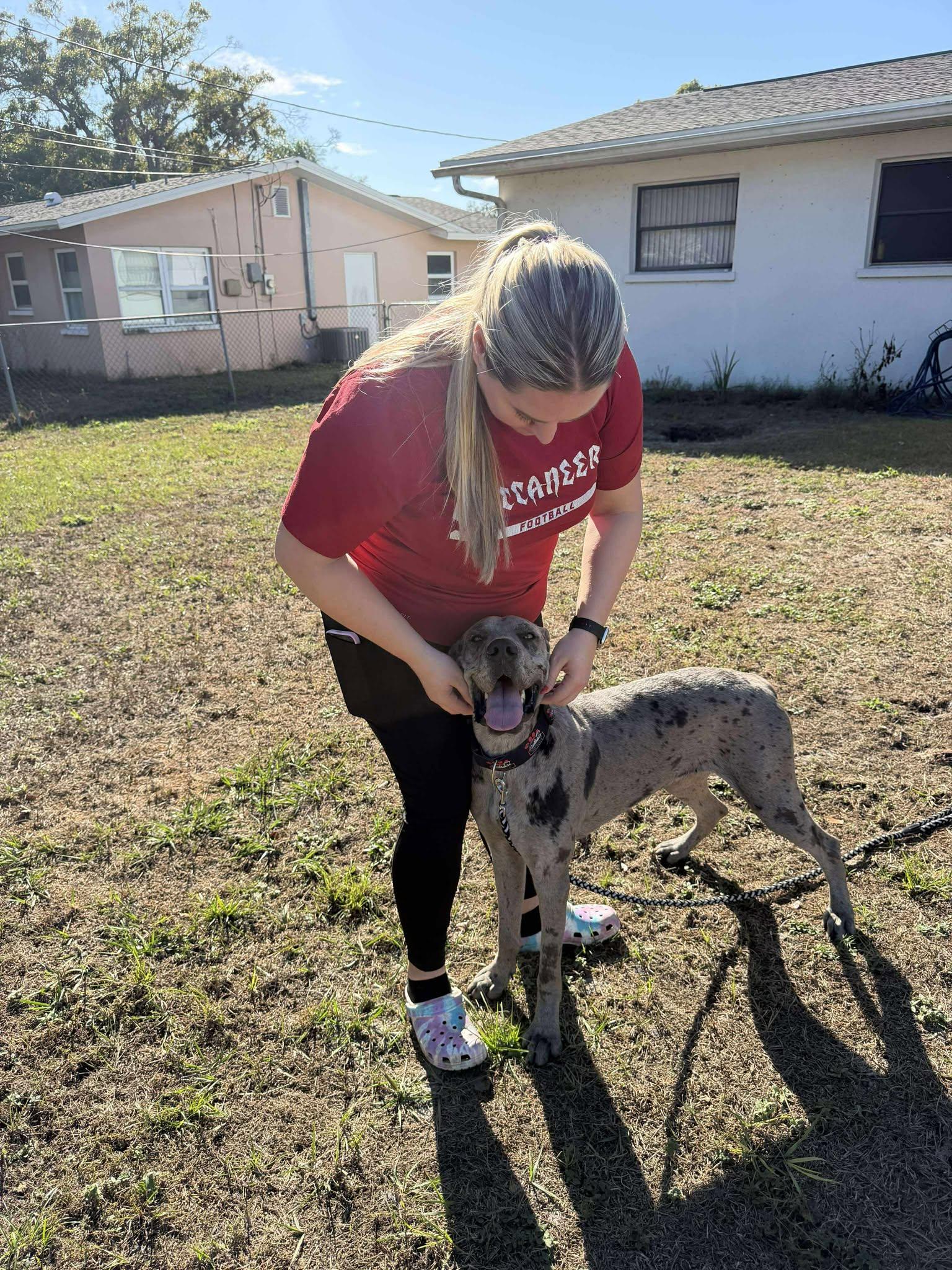 Enlarge Luna, a ADOPTABLE Great Dane in Lakeland, FL image 3/6