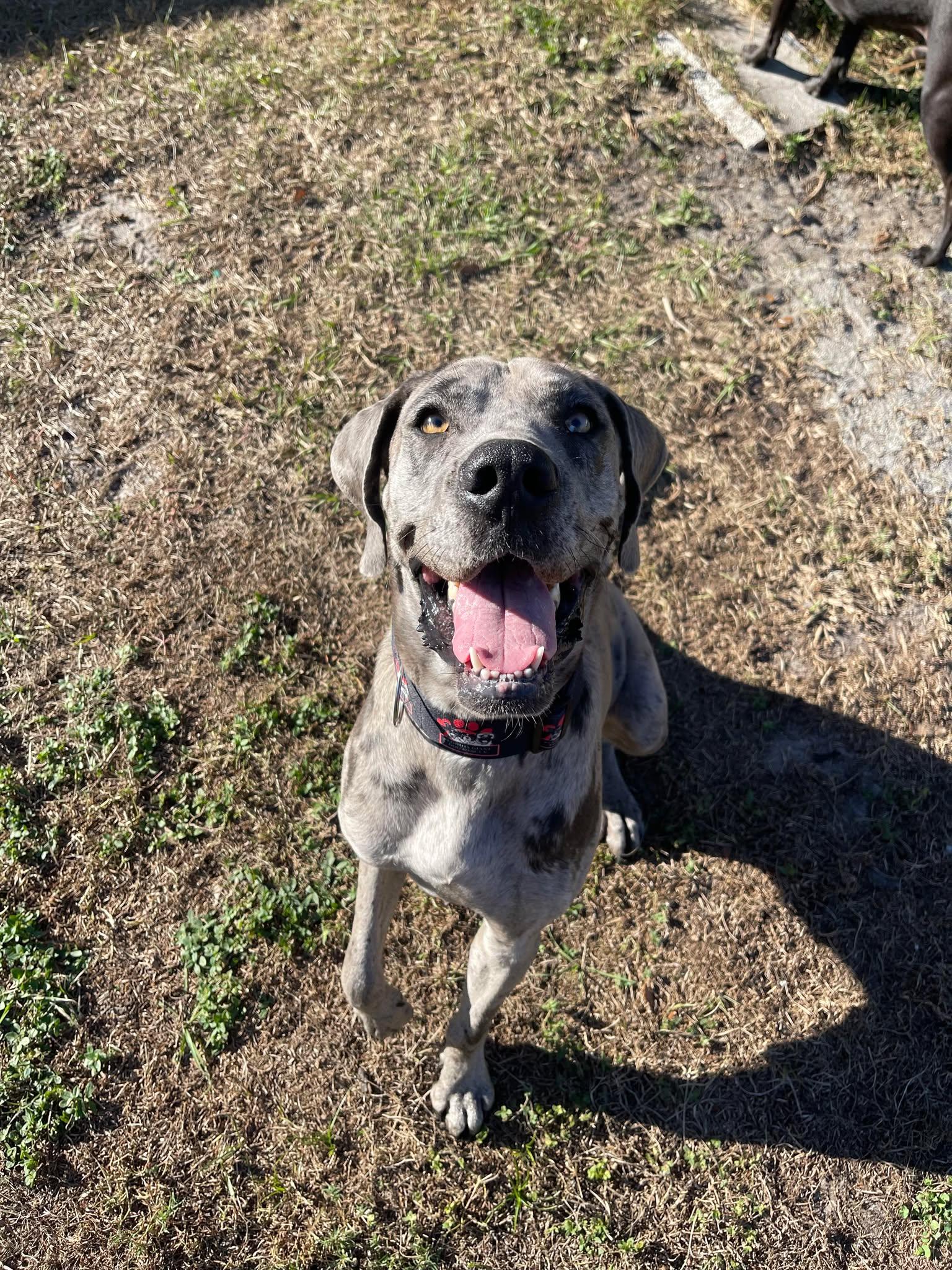 Luna, ADOPTABLE, Young Female Great Dane.