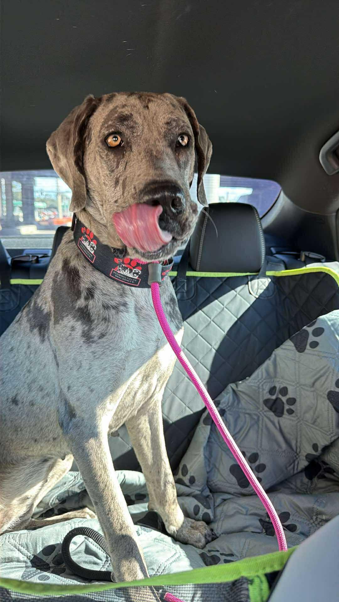 Enlarge Luna, a ADOPTABLE Great Dane in Lakeland, FL image 5/6