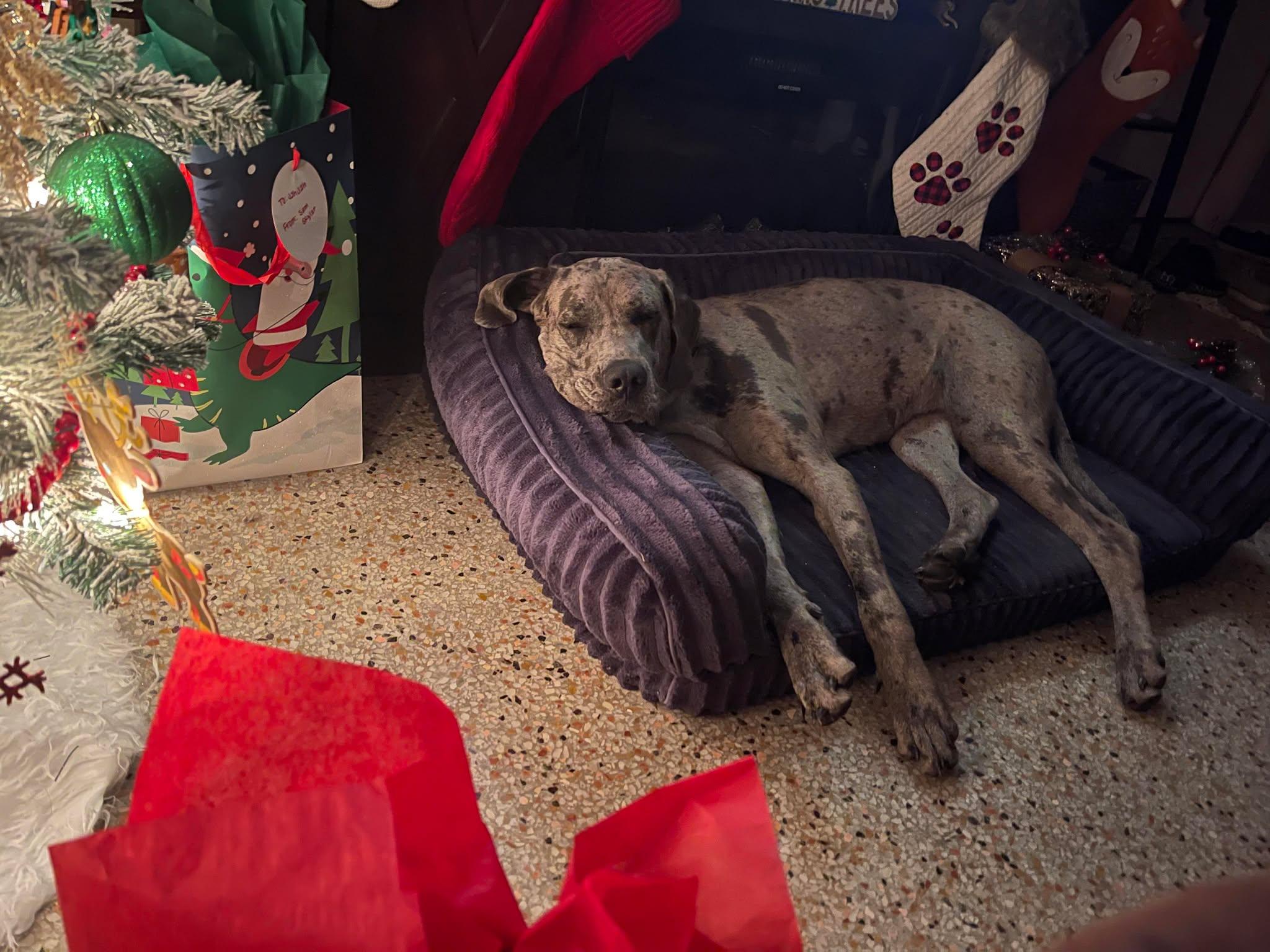 Enlarge Luna, a ADOPTABLE Great Dane in Lakeland, FL image 6/6