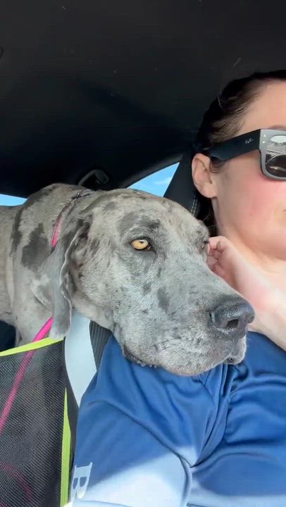 Enlarge Luna, a ADOPTABLE Great Dane in Lakeland, FL video 2/6