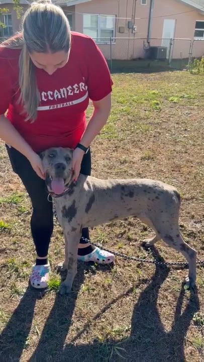 Enlarge Luna, a ADOPTABLE Great Dane in Lakeland, FL video 4/6