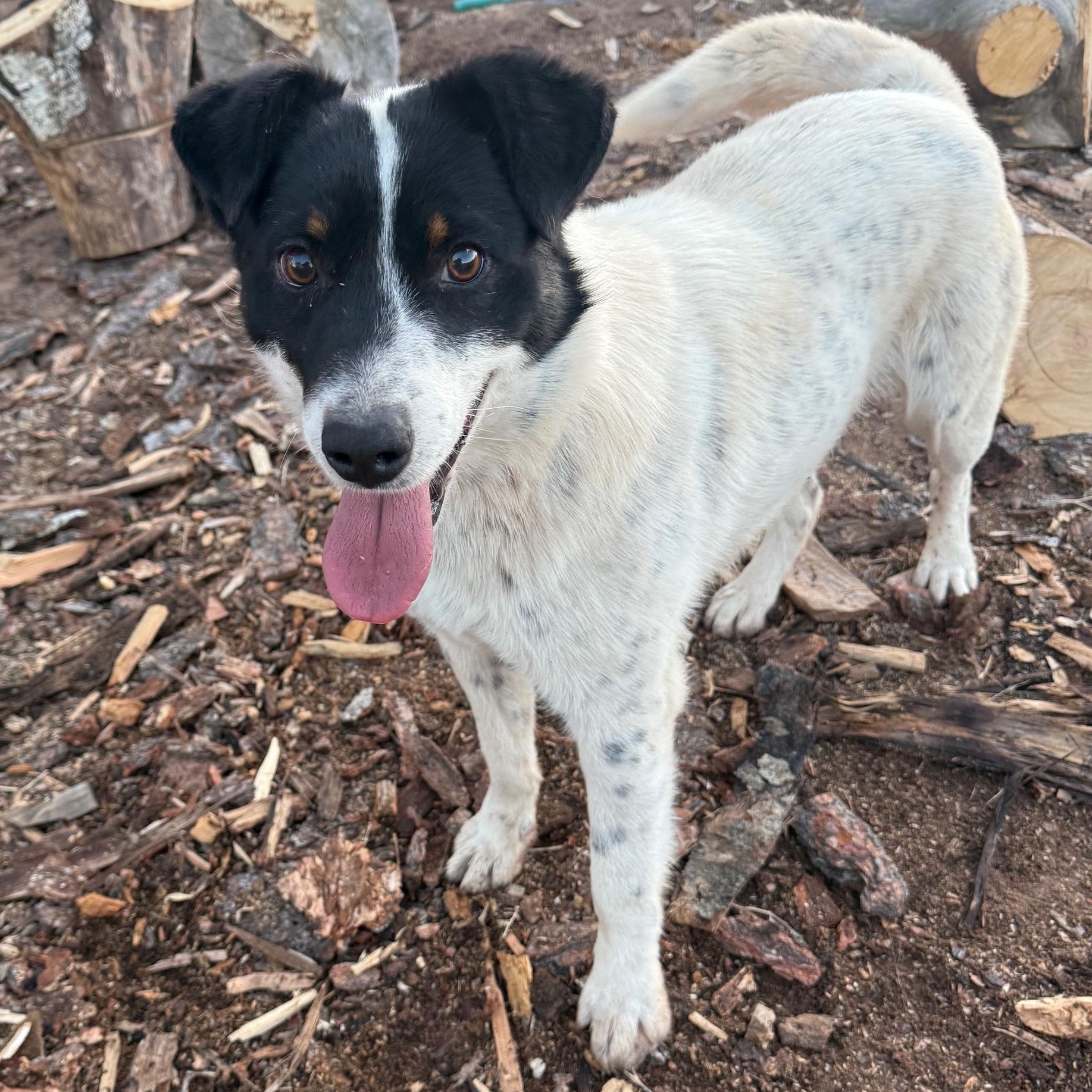 Bramble, Adoptable, Young Male Australian Cattle Dog / Blue Heeler.