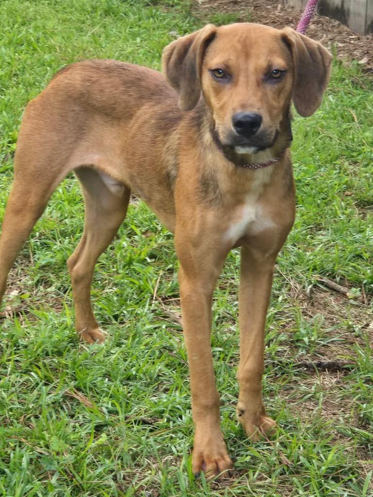 Ford, Adoptable, Young Male Hound.
