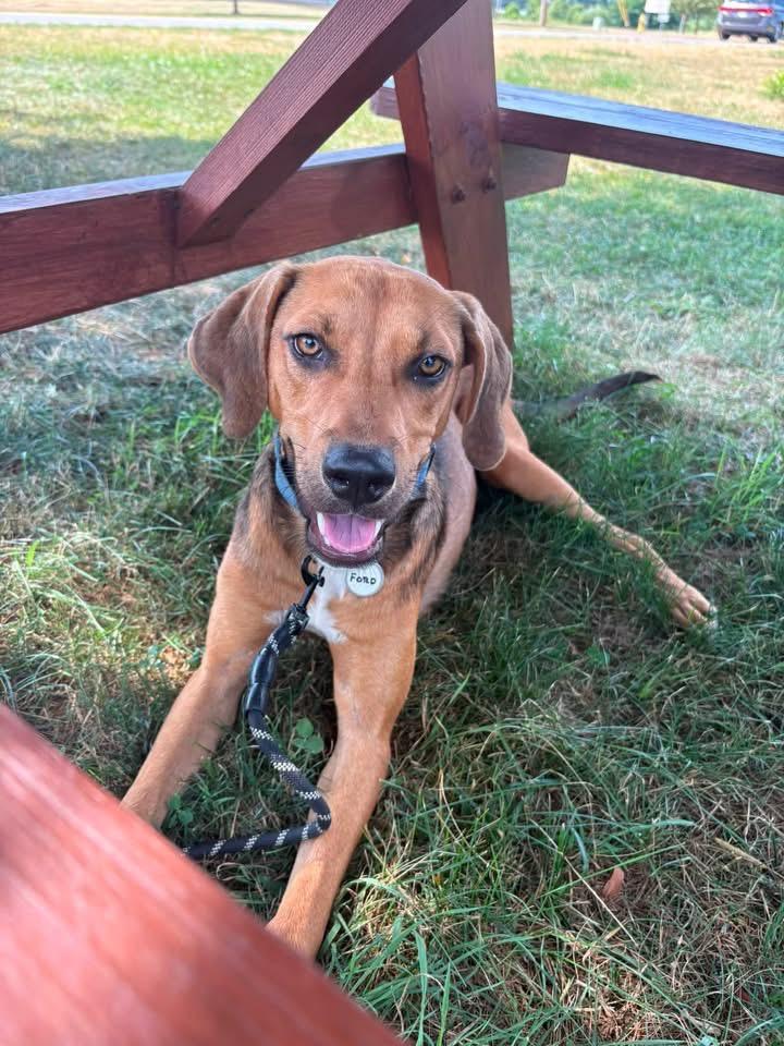 Ford, a Adoptable mixed breed in North Syracuse, NY image 2/2