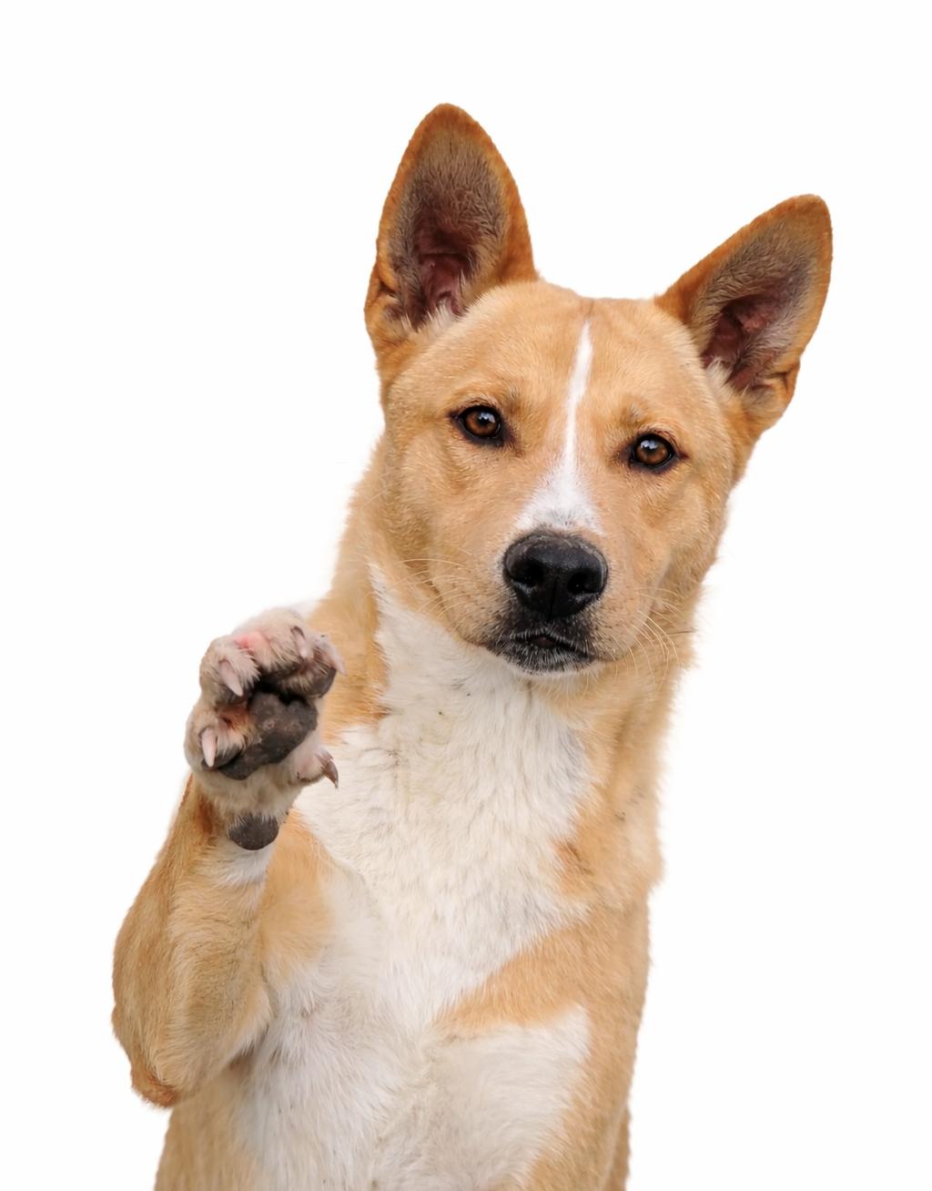 Enlarge Baby Love, a ADOPTABLE mixed breed in Anderson, TX image 2/2