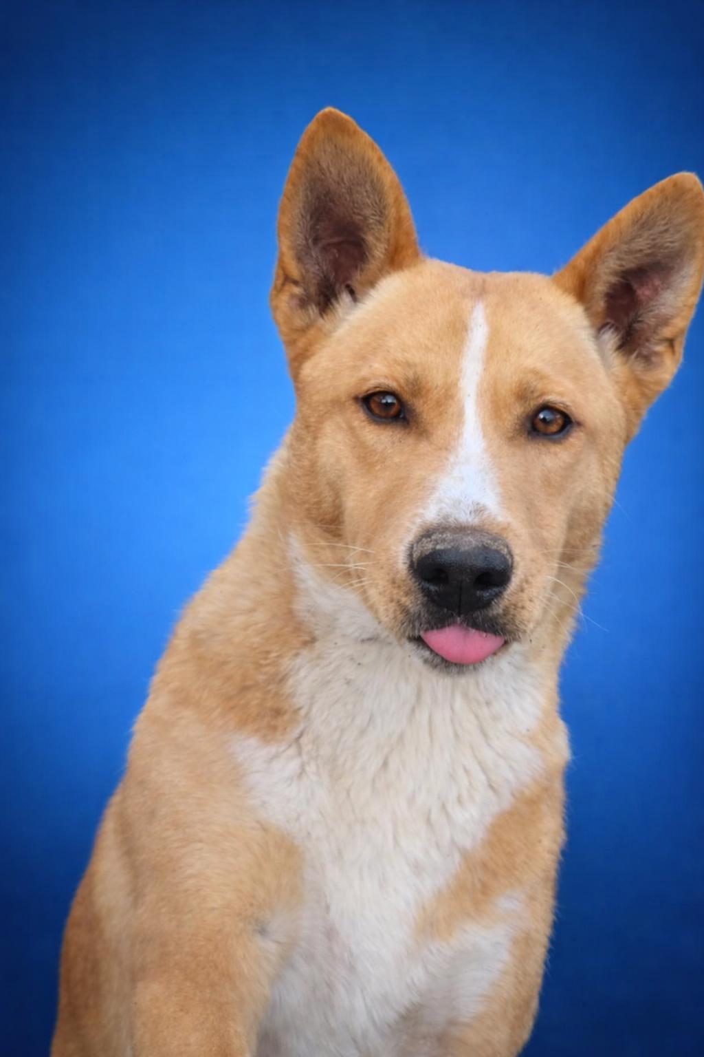 Enlarge Baby Love, a ADOPTABLE mixed breed in Anderson, TX image 1/2