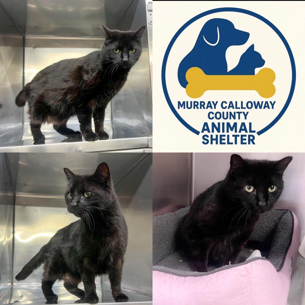 Jubilee, Adoptable, Young Female Domestic Short Hair.