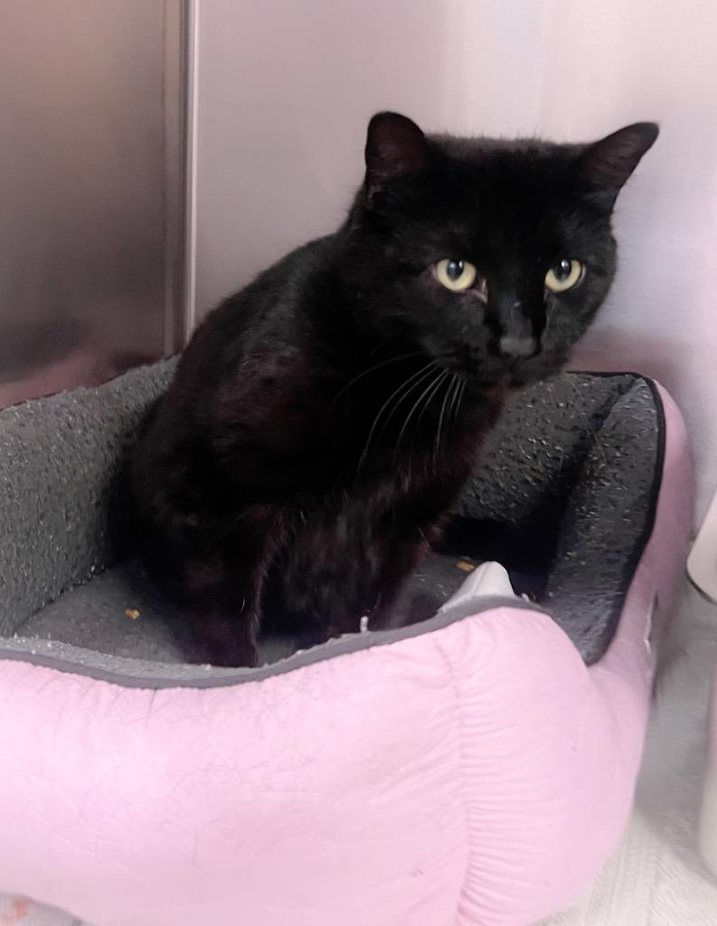 Enlarge Jubilee, a Adoptable mixed breed in Murray, KY image 2/5