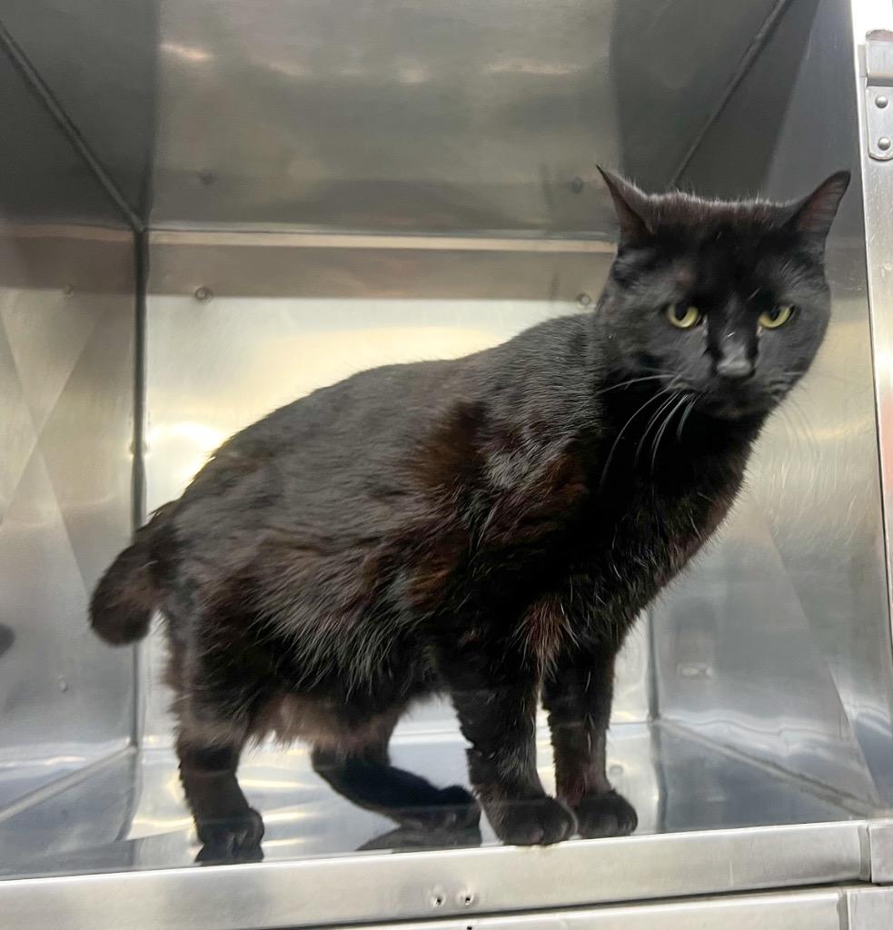 Enlarge Jubilee, a Adoptable mixed breed in Murray, KY image 3/5