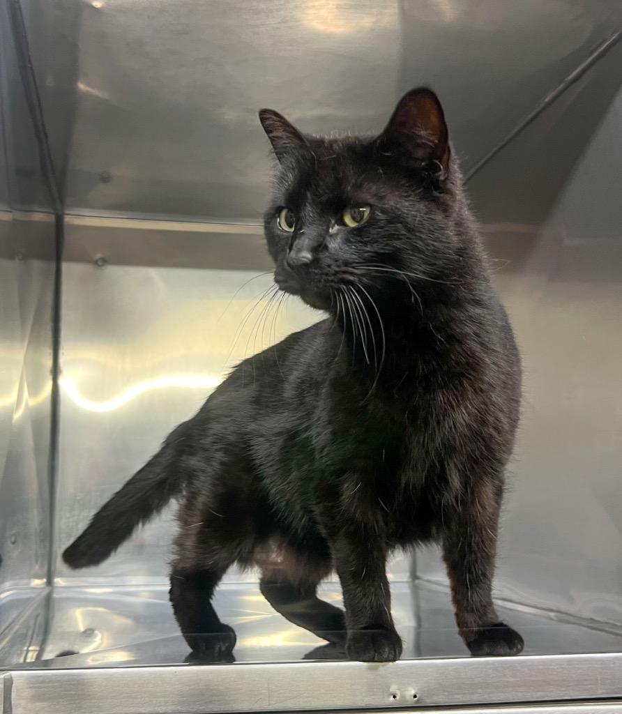 Enlarge Jubilee, a Adoptable mixed breed in Murray, KY image 4/5