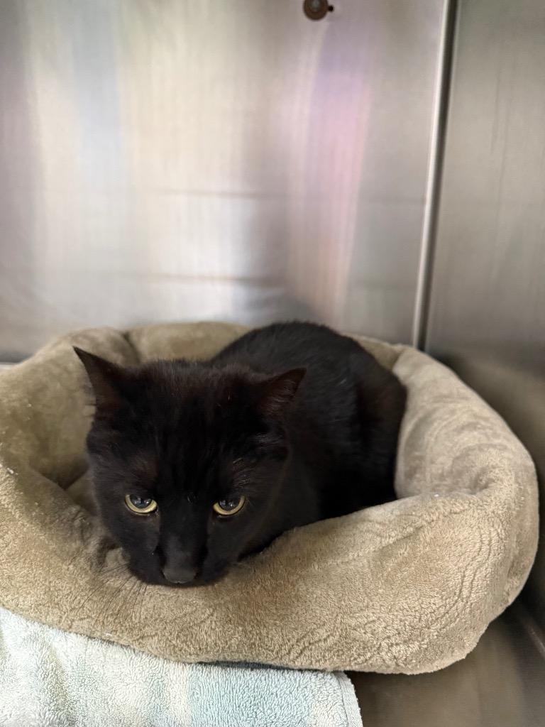 Enlarge Jubilee, a Adoptable mixed breed in Murray, KY image 5/5