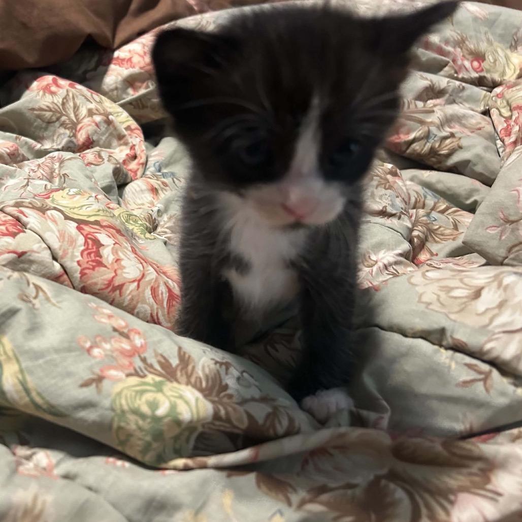 Enlarge Jack, a Adoptable Domestic Short Hair in Odenville, AL image 1/1